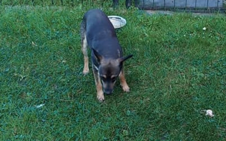 Zbiórka Kolejny psi dramat.. - zdjęcie główne