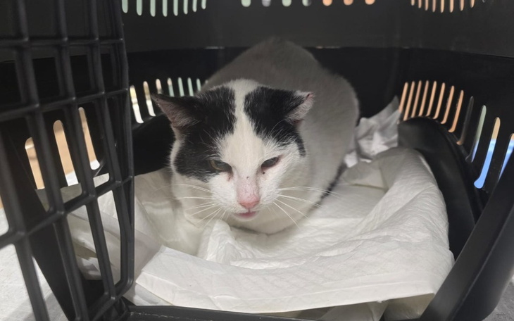 Kot w transporterze, z białym i czarnym futrem.