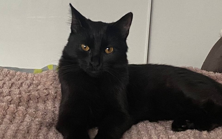 Zbiórka Karolek, ulubiony kotek - zdjęcie główne