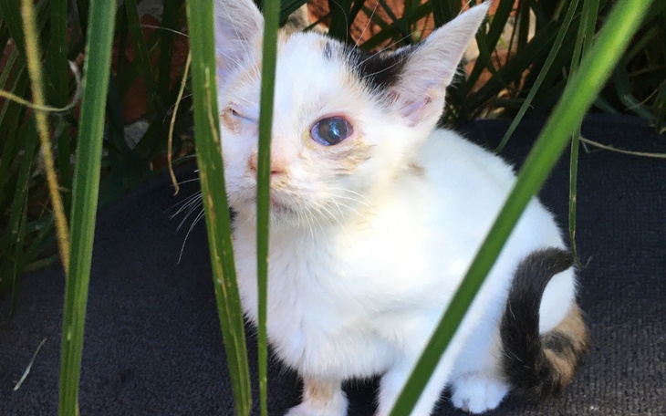 Zbiórka Usunięcie oczka u Kluski - zdjęcie główne