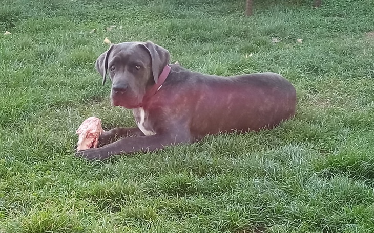 Zbiórka Diagnostyka Hektora - zdjęcie główne