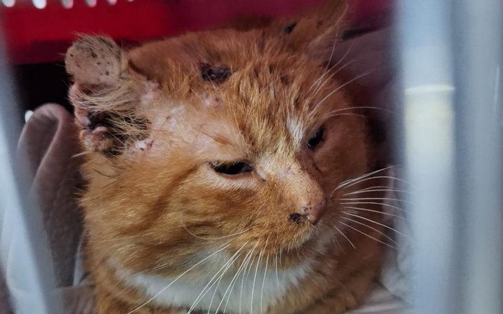 Chory kot z ranami, leżący w klatce.