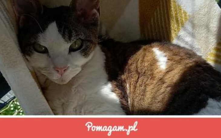 Zbiórka Ratujmy życie Leona - zdjęcie główne