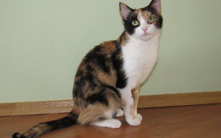 Kotka o tricolorowym futrze, siedząca na podłodze.