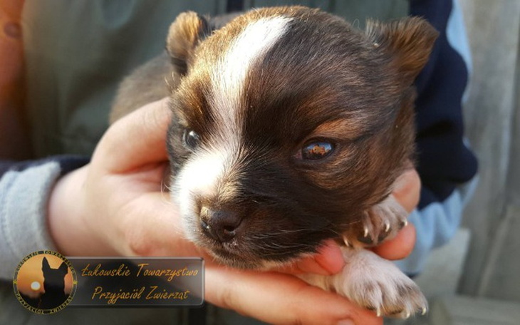 Zbiórka Czipowanie bezdomnych zwierząt - zdjęcie główne
