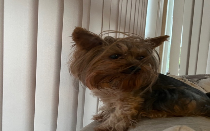 Zbiórka Na operacje łap yorka - zdjęcie główne