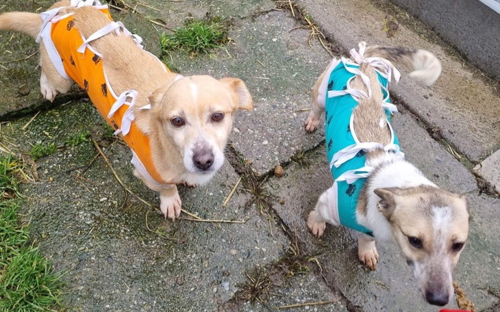 Zbiórka Jutro możemy jechać do domu - zdjęcie główne