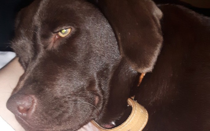 Zbiórka Zbieramy na operacje Amber - zdjęcie główne