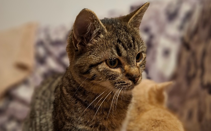 Zbiórka Tiramisu vs trzyliterowy zabójca - zdjęcie główne