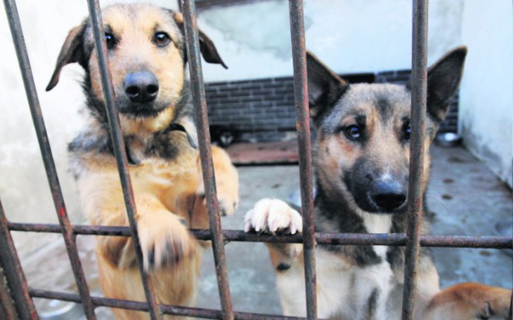 Zbiórka Wsparcie dla psiakow !!!! HELP!! - zdjęcie główne