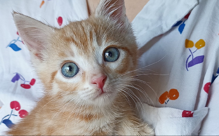 Zbiórka Loluś prosi o szczepienie - zdjęcie główne