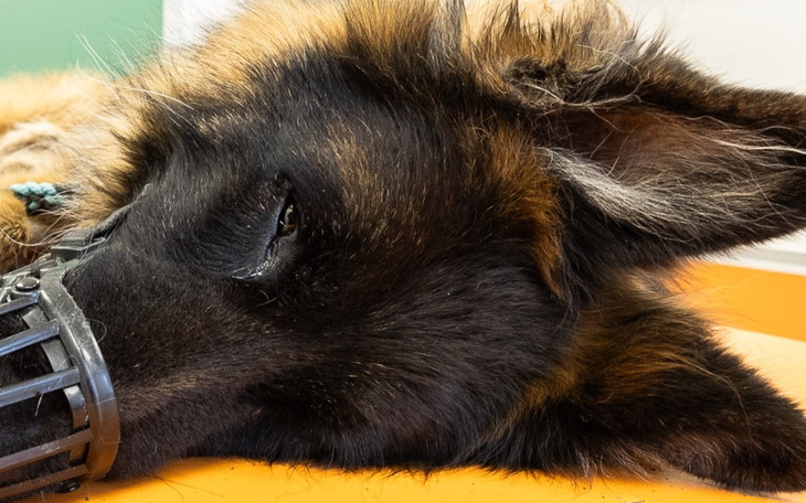 Pies w kagańcu, leżący na stole weterynaryjnym.