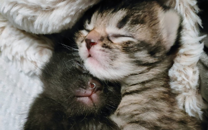 Dwa śpiące kocięta przytulone do siebie.