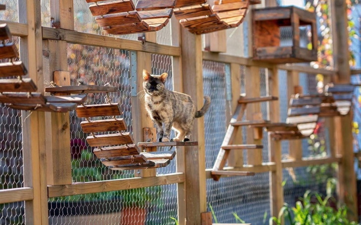 Zbiórka Remont i budowa woliery - zdjęcie główne