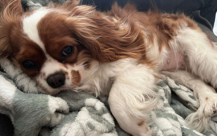 Piesek leży na kocyku, wygląda na zrelaksowanego i szczęśliwego.