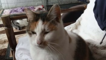 Zbiórka Bezpieczny start dla Fionki - miniaturka zdjęcia