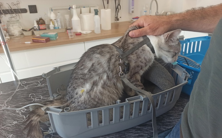 Zbiórka Na leczenie kociego przyjaciela - zdjęcie główne