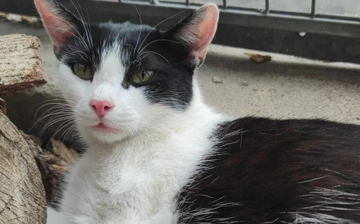 Zbiórka Leczenie kochanego Moro - zdjęcie główne