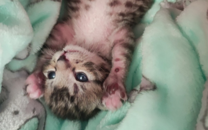 Zbiórka Zebyśmy przetrwali... - zdjęcie główne