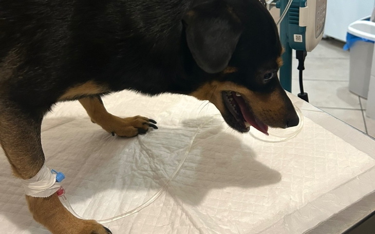 Pies na stole weterynaryjnym, z kroplówką na łapie.