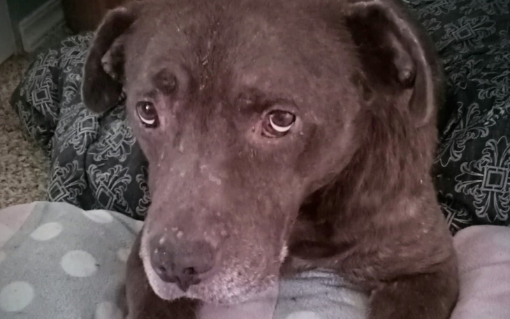 Zbiórka Pomóż nam uratować naszego Dua - zdjęcie główne