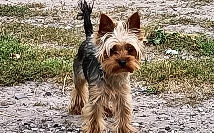 Zbiórka Na ratowanie zdrowia yoreczka - zdjęcie główne