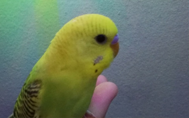 Zbiórka Papuzki faliste potrzebują pomoc - zdjęcie główne