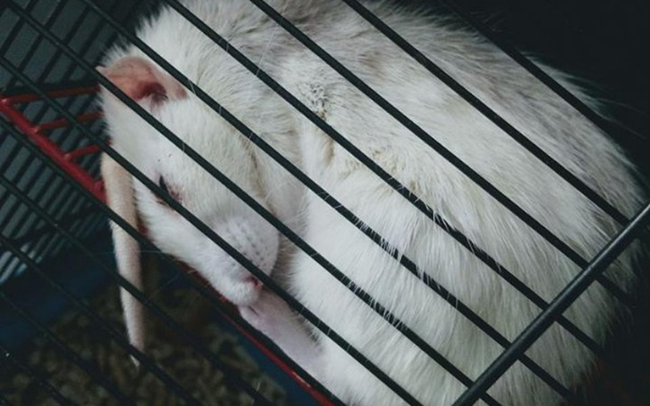 Zbiórka Brat bratu bratem, leczenie - zdjęcie główne