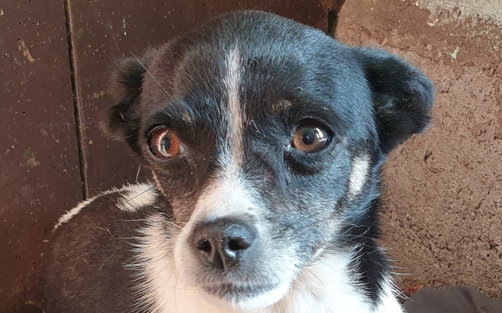 Zbiórka wiejska sunia ze złamaną łapką - zdjęcie główne