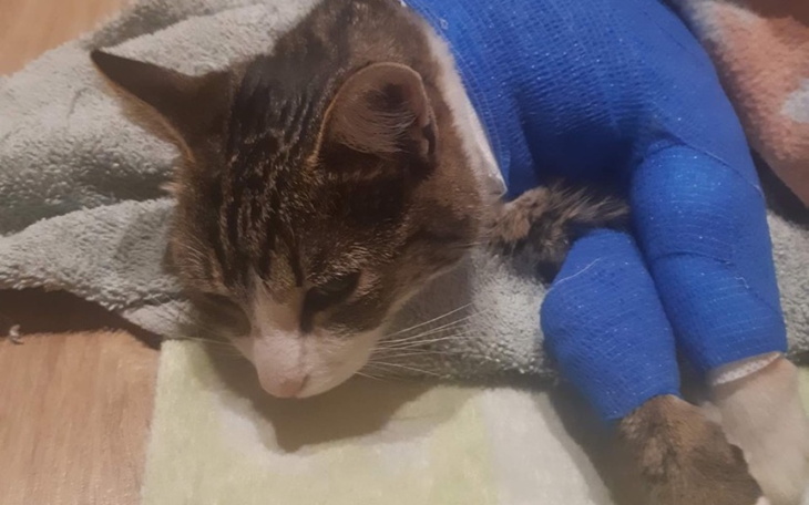 Zbiórka Leczenie kotki Zuzi - zdjęcie główne