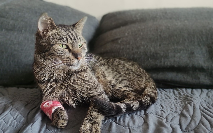 Zbiórka Na pomoc Zenkowi - zdjęcie główne