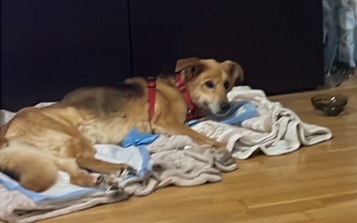 Zbiórka Kluska potrzebuję pomocy - zdjęcie główne