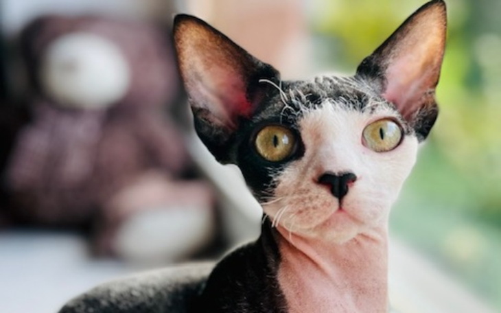 Zbiórka Enzo, kociak z wyrokiem śmierci - zdjęcie główne