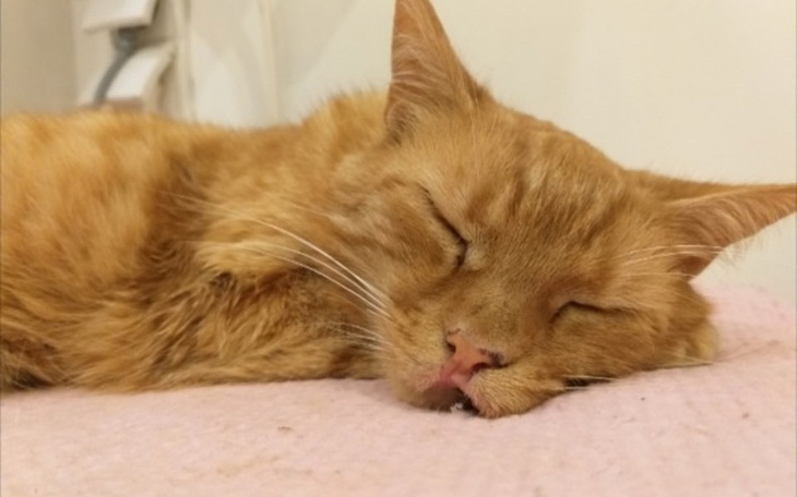 Zbiórka Specjalistyczna karma dla Rudki - zdjęcie główne