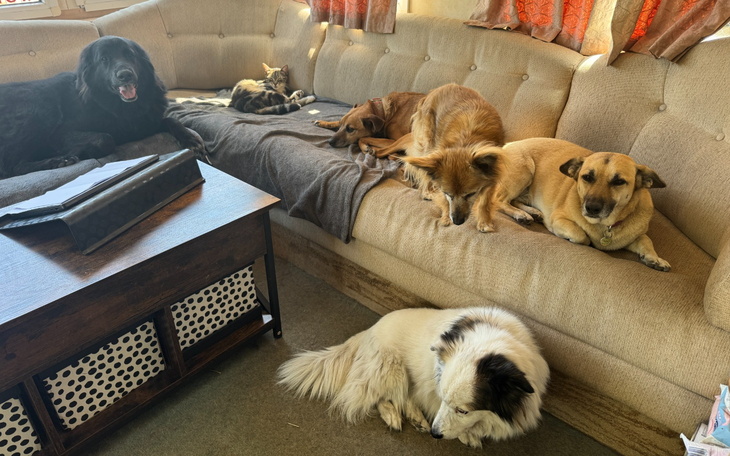 Pieski leżące na kanapie, w przytulnym otoczeniu.