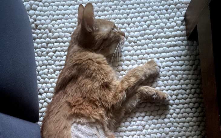 Zbiórka Kot Henryk prosi o pomoc - FIP - zdjęcie główne