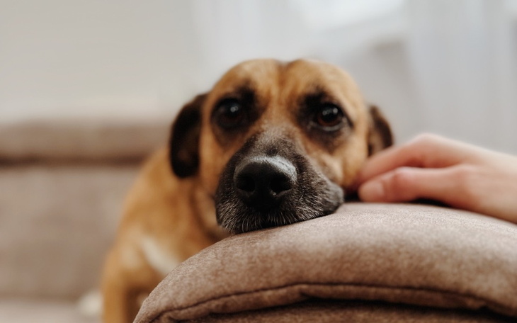 Zbiórka Na KASTRACJĘ dla MIODKA - zdjęcie główne