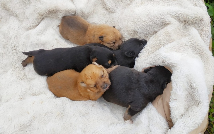 Zbiórka Ratujemy psią rodzinkę - zdjęcie główne