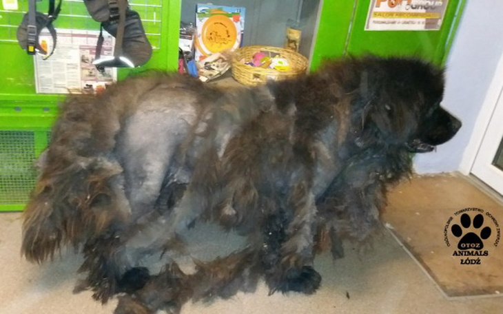 Zbiórka NESI- uratujmy jej wzrok! - zdjęcie główne