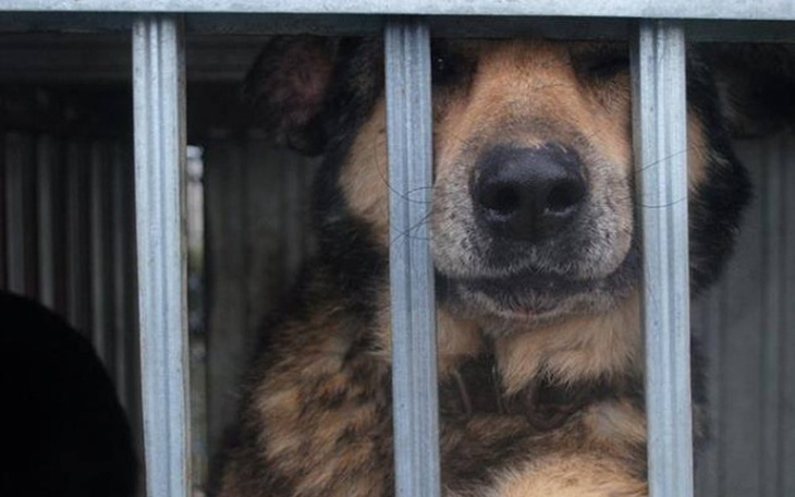 Zbiórka Zbiórka na kojec dla Alberta - zdjęcie główne