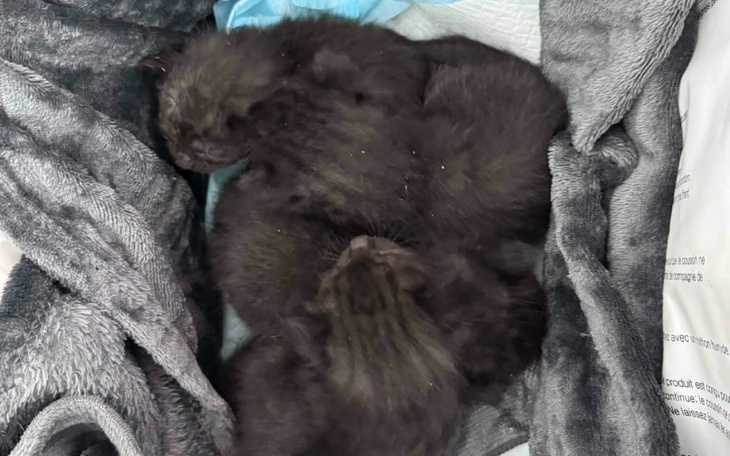 Kocięta śpiące w miękkim kocyku, zlewające się w jedną kulkę.