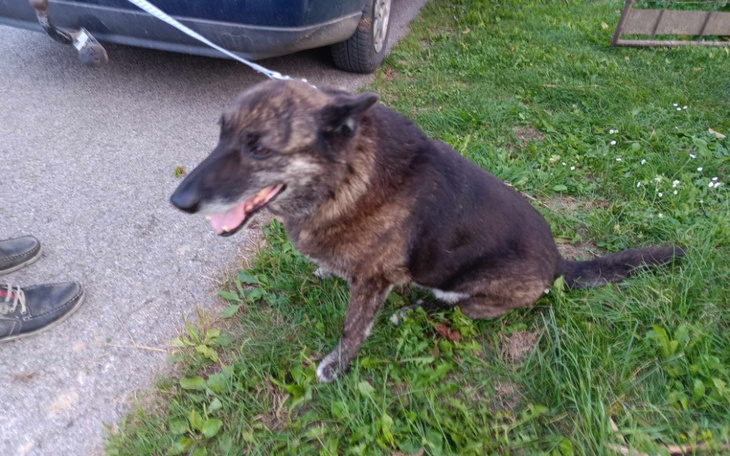 Pies siedzący na trawie, z uśmiechem na twarzy.