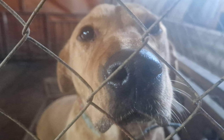 Zbiórka Pomoc i transport dla psów - zdjęcie główne