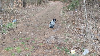 Zbiórka Na odłowienie psa z lasu - miniaturka zdjęcia