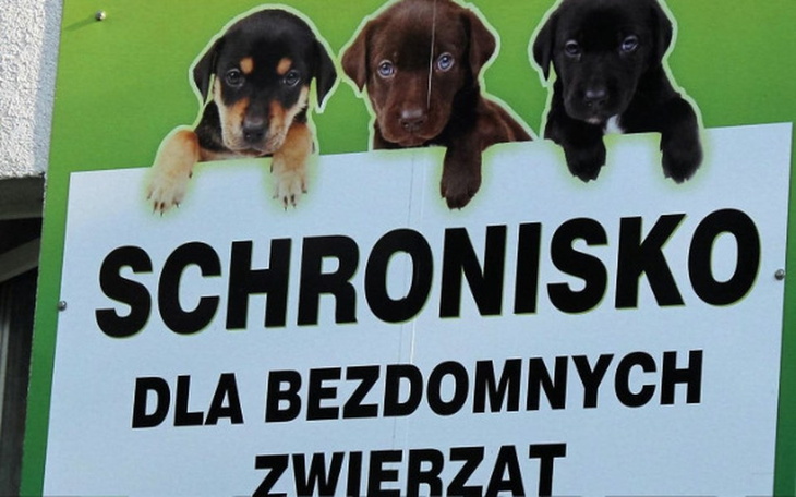 Zbiórka Zwierzaki z Radomska - Spacerowa - zdjęcie główne