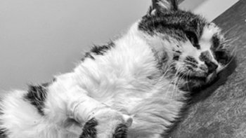 Zbiórka Nie mamy już leków - miniaturka zdjęcia