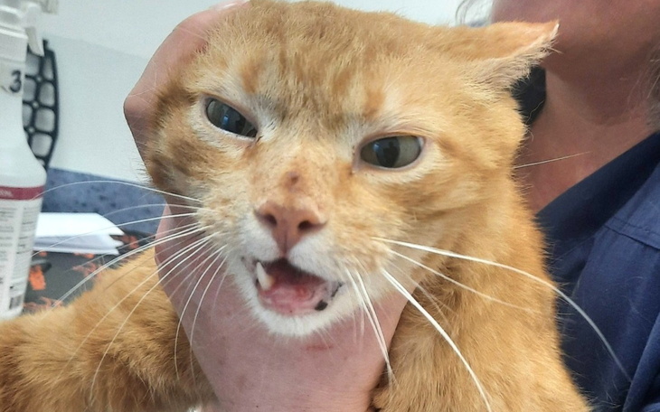 Zły kot trzymany w rękach, z wyrazem niezadowolenia.