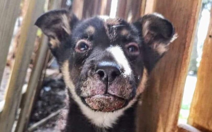 Zbiórka Leczenie Melonika - zdjęcie główne