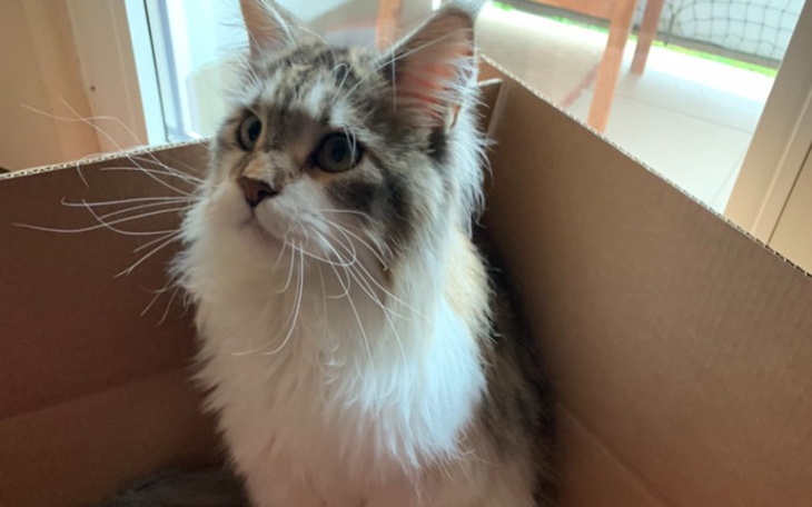 Zbiórka Na drapak dla Maine coona - zdjęcie główne