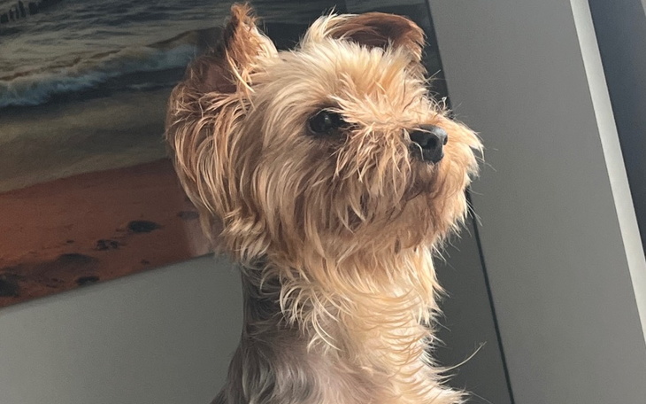 Zbiórka Roxy serduszko jest chore - zdjęcie główne